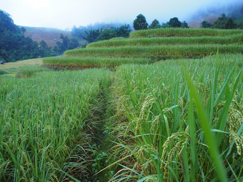 Kowitfarmstay Ban Mae Pan Noi Kültér fotó